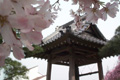 金剛寺の桜